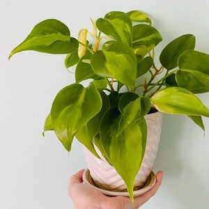 Full Philodendron Brazil in Nursery Pot